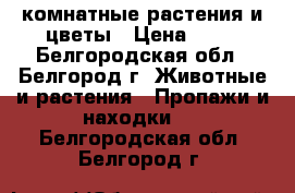 комнатные растения и цветы › Цена ­ 50 - Белгородская обл., Белгород г. Животные и растения » Пропажи и находки   . Белгородская обл.,Белгород г.